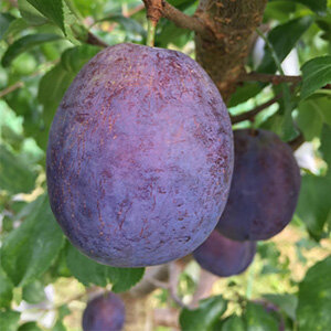 オータムキュート