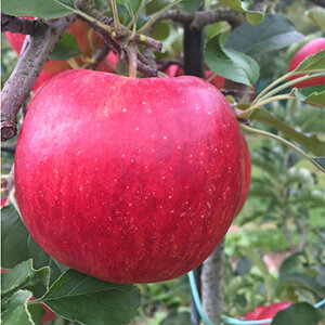 シナノドルチェ