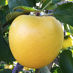 シナノゴールド