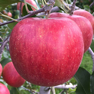 シナノスイート