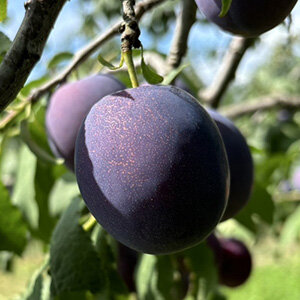 サマーキュート