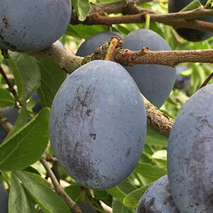 サン・プルーン