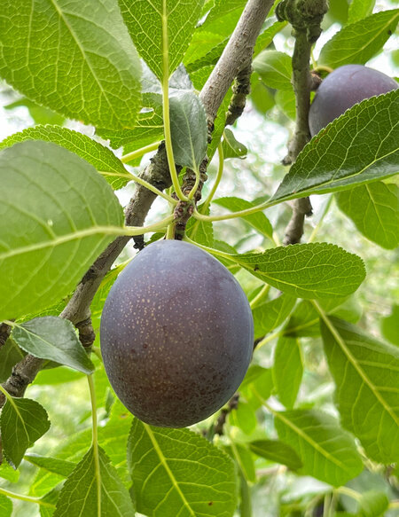 ローブドサージェン